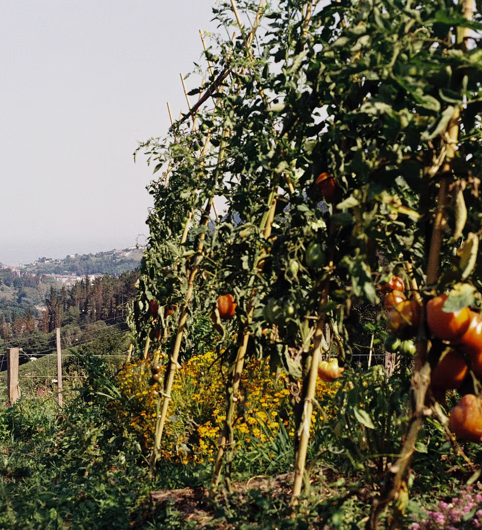 Huerta de Etxemaite con tomates y paisaje de Aia